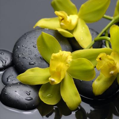 Orchideya Yelow 1
